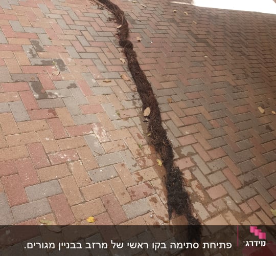 שורשים חשופים על מדרכה מרוצפת, כנראה לאחר חפירה
